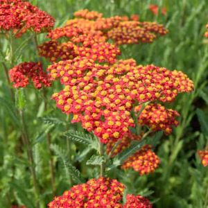 Achillea umbellata 'Walther Funcke' ---